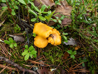 Golden chanterelle mushrooms growing in the forest, covered with dirt and moss among forest vegetation. Nature scenery