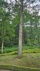 Wonderful trees that add to the coolness of the forest