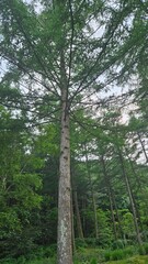 Wonderful trees that add to the coolness of the forest