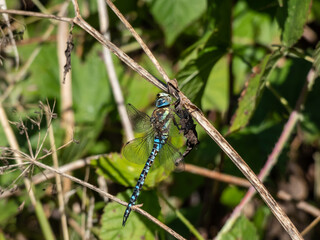 Macro shot of the Southern hawker or blue hawker (Aeshna cyanea) sitting on a plant stem surrounded with green vegetation