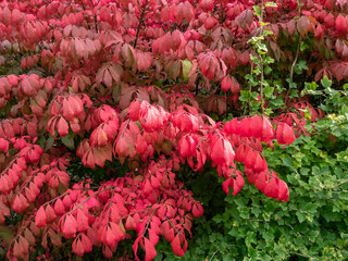 Beautiful, colorful - pink and red leaves of popular ornamental plant winged spindle, winged euonymus or burning bush (Euonymus alatus (thunb,) Siebold) 'Compactus'