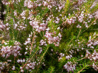 Macro of bell-shaped, white, pink and red-purple flowers of Cornish heath or wandering heath (Erica vagans) 'Lilacina' in summer and autumn