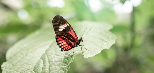 Heliconius melpomene (Postboten Schmetterling)