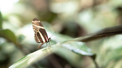Dryas iulia (Julia Schmetterling)