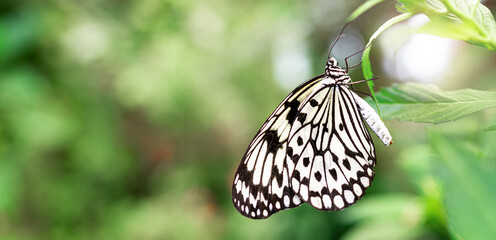 Idea leuconoe Schmetterling (Weiße Baumnymphe)