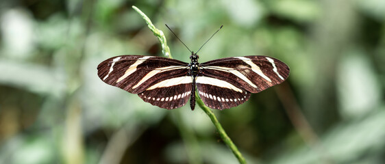 Dryas iulia (Julia Schmetterling)