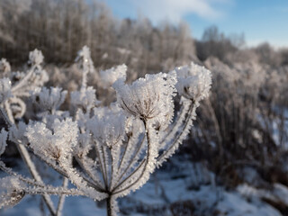 Macro shot of big ice crystals of white early morning frost on plants in winter in bright sunlight. Ice covered plants