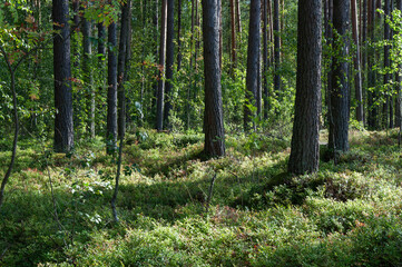 Fototapeta premium Forest landscape, pine trunks and green grass in summer forest
