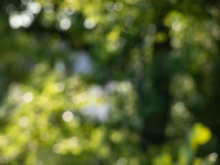 Green bokeh effect and purposely blurred view of sunlight throught green leaves. Green, blurry background with photographic bokeh effect