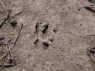 Footprint of a Roe deer (Capreolus capreolus) in very deep and dried mud in the countryside