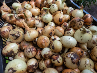 Ripe, organic grown, white and golden onions harvested in summer. Close-up of organically grown onions in a plastic box