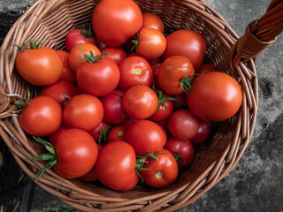 Wooden basket full with red, ripe tomatoes in the garden in summer. Homegrown vegetable harvest
