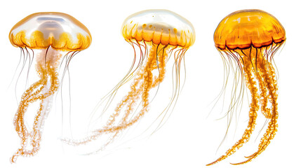 Vibrant Jellyfish in Various Poses on a Clear Background Generative AI