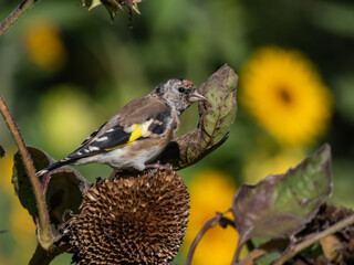 Close-up of a Goldfinch (Carduelis carduelis) perched on a sunflower eating seeds in autumn with blurred background