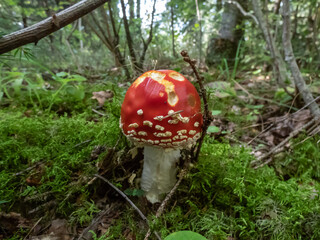 Close-up of the red, convex Fly Agaric (Amanita Muscaria) mushroom with white warts in forest among green vegetation
