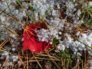White, round hailstones on the ground among grass and colorful autumn leaves. Weather condition