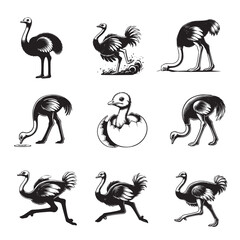Obraz premium Collection of Ostrich Bird Clipart Design - Ostrich Flightless bird Vector illustration
