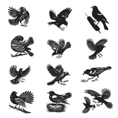 Obraz premium Set of Red-winged blackbird silhouette Design - blackbird Vector illustration 
