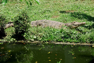 Crocodile Taking Sun Bath By The Pond Inside A Cage In The Zoo 