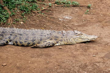 Crocodile Lying on The Ground