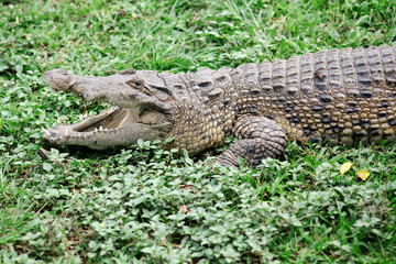 Crocodile Opening Its Mouth While Sunbathing