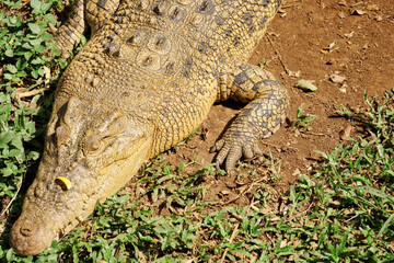 Obraz premium Crocodile Lying on The Ground