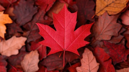 Red maple leaf on a background of autumn leaves.