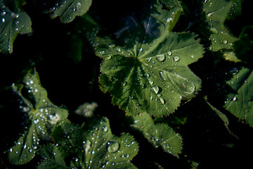 Alchemilla vulgaris covered with the raindrops