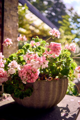 pink geranium, pelargonium in Frederiksberg Park botanical garden