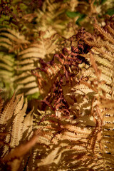 yellow golden fern in autumn, texture, background