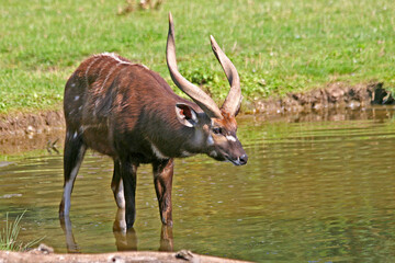 The male antelope sitatunga or marshbuck (Tragelaphus spekii) at the watering hole stands in the water of the stream.