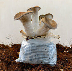 A close-up shot of king oyster mushrooms growing from a cultivation setup, perfect for agricultural, organic farming, or mushroom cultivation themes.