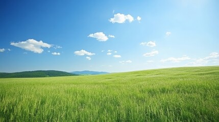Serene Meadow under the Blue Sky with Fluffy Clouds