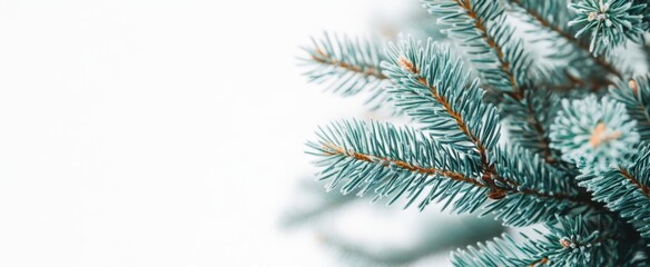 The Evergreen Pine Branch Closeup
