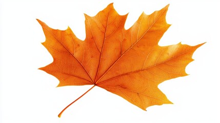 A vibrant maple leaf turning from green to orange, its autumnal hues captured perfectly, isolated on white