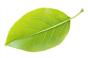 Obraz premium A single, fresh green apple leaf, with veins clearly visible, isolated on a white background