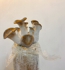 A close-up shot of king oyster mushrooms growing from a cultivation setup, perfect for agricultural, organic farming, or mushroom cultivation themes.