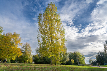 Vibrant Autumn Trees Turning Orange and Yellow by Max-Eyth Lake in Stuttgart