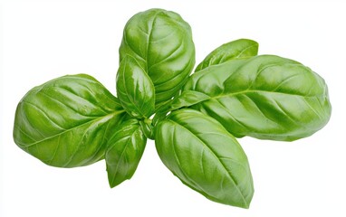 Obraz premium A sprig of fresh basil leaves, rich in green color and texture, isolated on a white background
