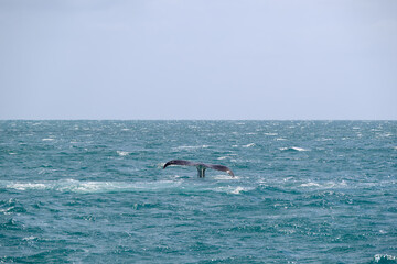 Humpback whale tail on ocean water surface, Hervey Bay K'gari Fraser Island, Queensland Australia