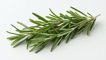 Fototapeta premium A sprig of rosemary with its needle-like leaves, isolated on a clean white surface