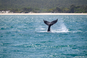 Fototapeta premium Humpback whale tail on ocean water surface, Hervey Bay K'gari Fraser Island, Queensland Australia
