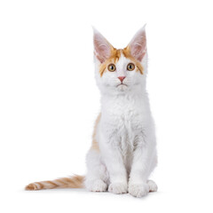 Cute white with orange Maine Coon cat kitten, sitting up facing front. Looking towards camera. Isolated on a white background.