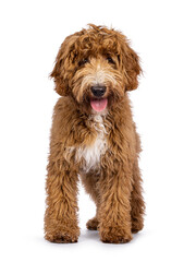 Cute Cobberdog aka Labradoodle dog,standing facing front. Looking curious towards camera. isolated on white background. Tongue out.