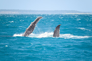 Fototapeta premium Humpback whale mother and calf slapping pectoral fins on ocean water surface, Hervey Bay K'gari Fraser Island, Queensland Australia