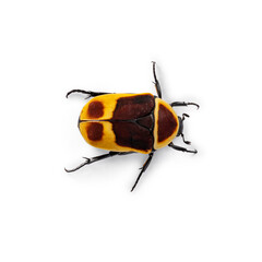 Top view shot of Congo Rose chafer aka achnoda marginata peregrina. Isolated on a white background.