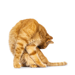 Cool male ginger senior house cat, sitting up washing it's back. Not looking to camera. Isolated on a white background.