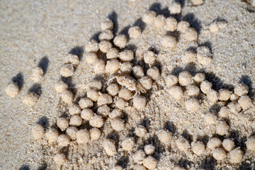 sand bubbler crab, Scopimera Dotilla, camouflage on sandy beach, balls texture background, nature natural coastal environment, close detail