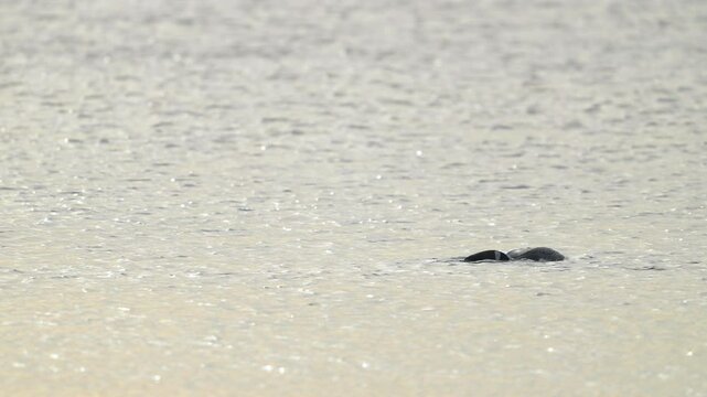 Loon in Water with Foliage in Beak