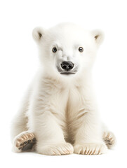 Obraz premium Cute baby polar bear, isolated on white background 